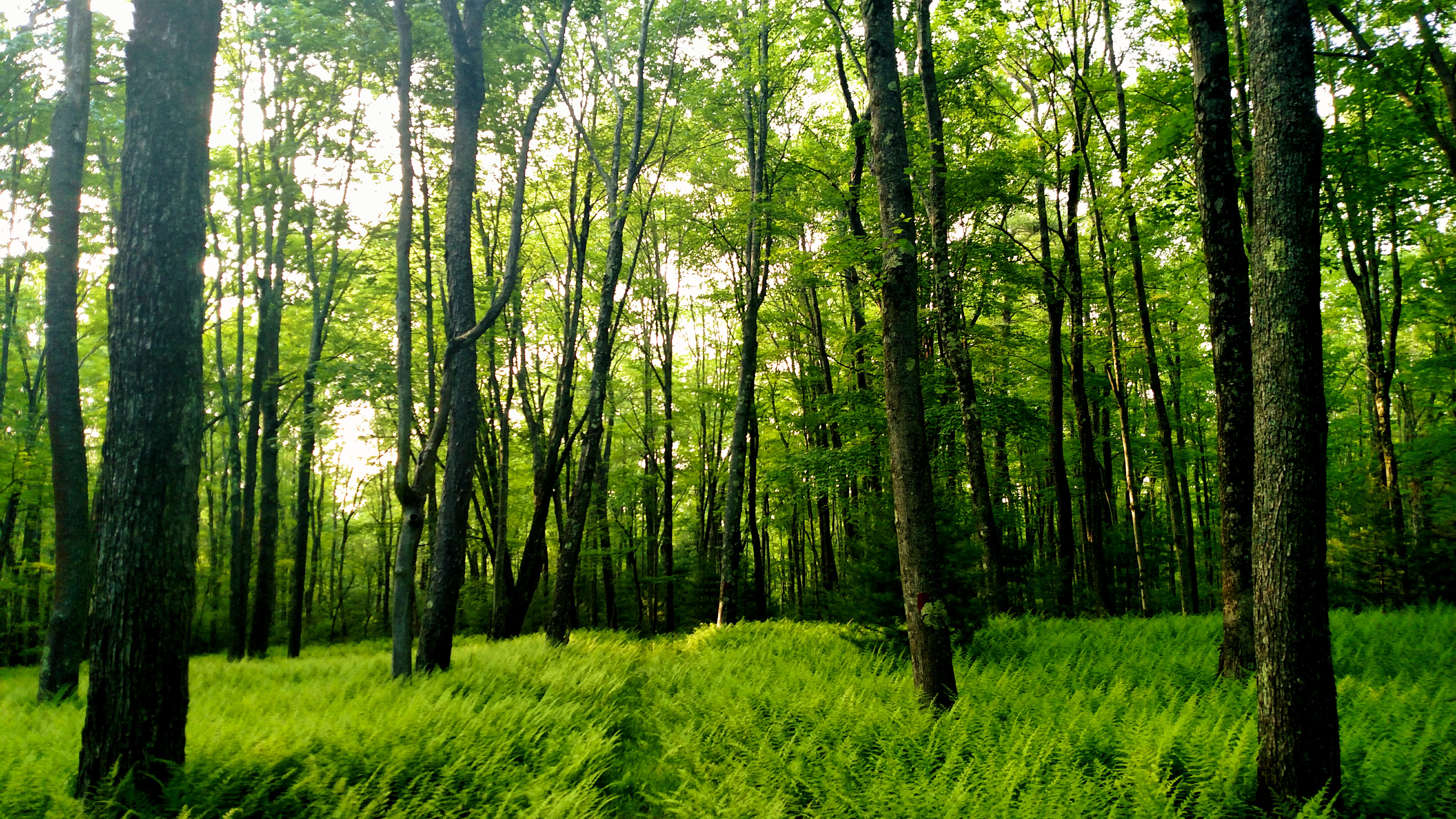 Fotor_149757774770739.jpg